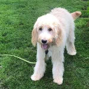 Meet your Posher, Darcie